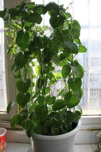 藤三七的功效与作用功效作用