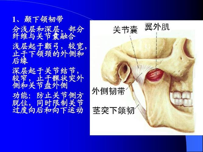 口腔解剖学-关节,肌肉