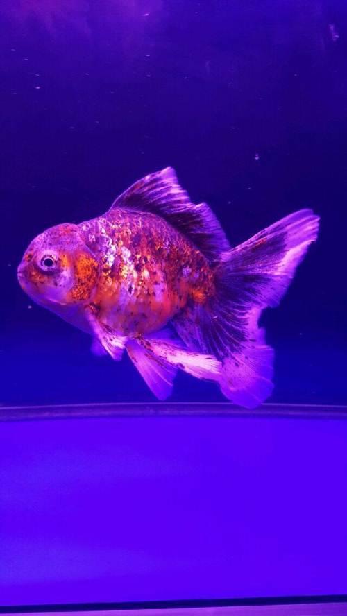 出原装泰国巨人狮,鱼皇狮,nk狮