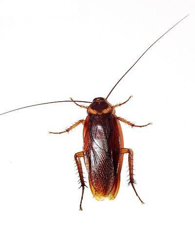 南方蟑螂真的很多很大吗