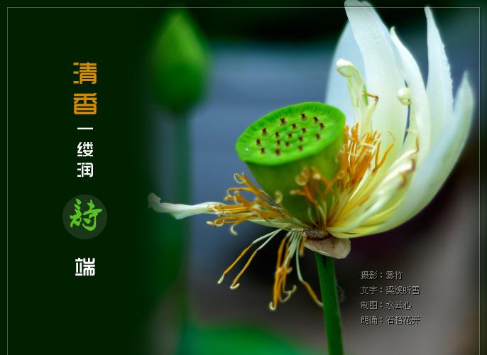 轻风夜话之《清香一缕润诗端》