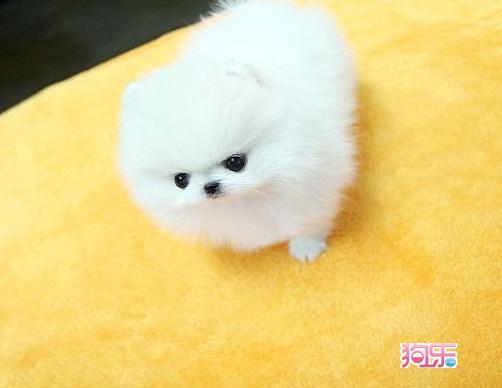 哪里出售博美犬 哈多利球体博美幼犬 茶杯犬