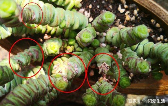 春季就能长3-5cm的长度,钱串的方式是靠着"砍头"繁殖的,它的叶子很小