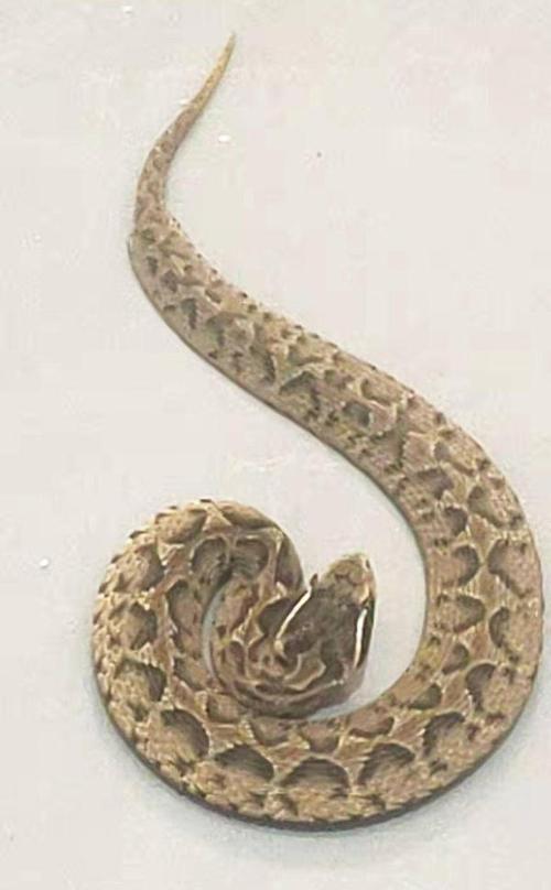 仪征的袁先生就发现了一条很"土"的蛇,正是扬州唯一剧毒蛇——蝮蛇