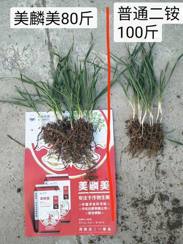 中化美麟美二铵真实效果