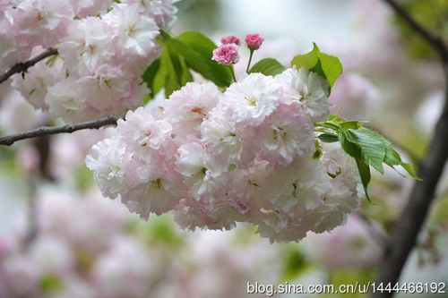 校园樱花怒放