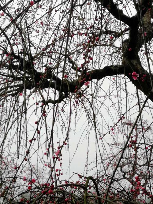 垂枝梅属于粉花系列,繁花盛开之时,是寒梅傲雪花自开,又如樱花如雨