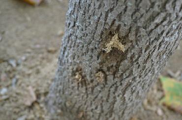 "哈虫"蛀食白蜡树干 园林:还将组织人员灌药
