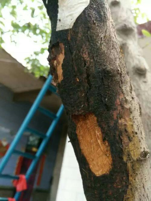 我家苹果树树皮部分坏死,就是那种干枯开裂的感觉,每枝都有树叶发黄