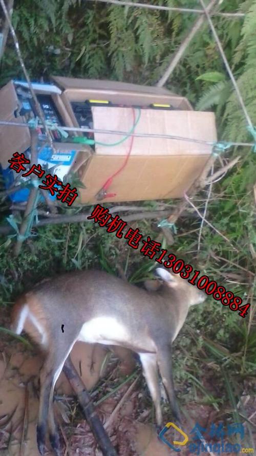 猎友捕猎器野鸡野兔捕捉器捕野猪机电野猪机扑猎机