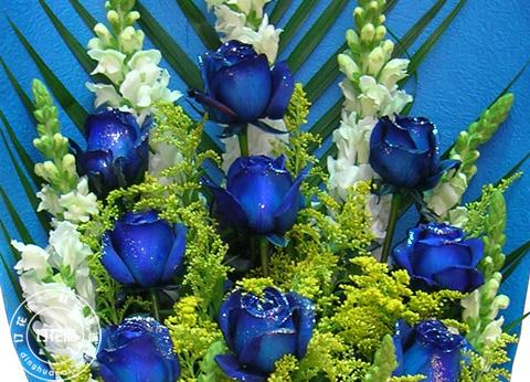 蓝色雨/9枝蓝玫瑰