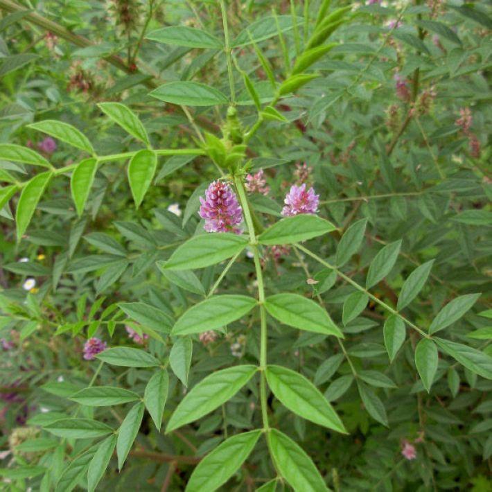 甘草种子 新采药材 甜草根 红甘草粉甘草种子清热解毒 包邮