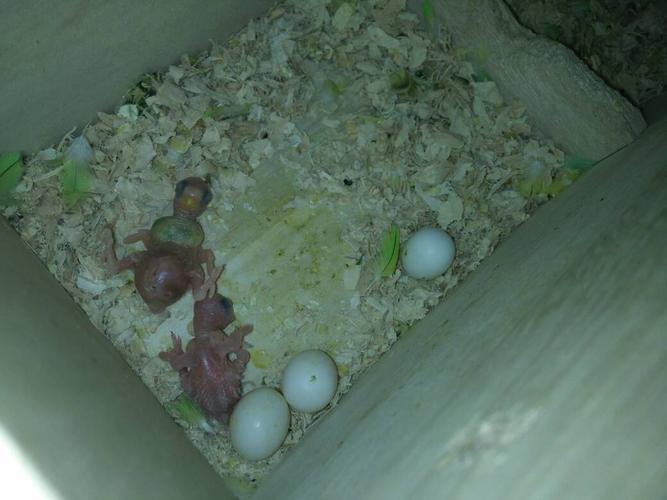 家里的小虎皮鹦鹉出生了!