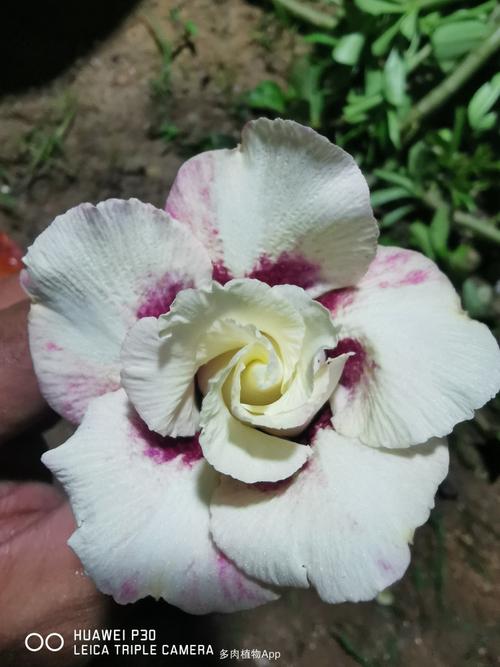 沙漠玫瑰部分花色图