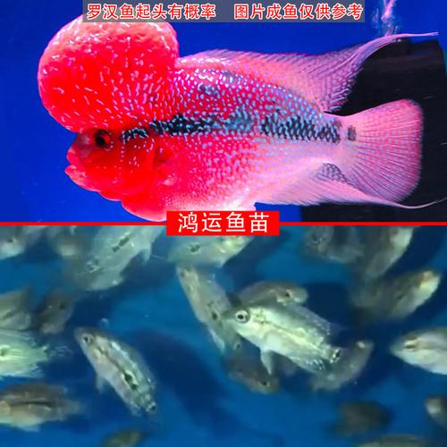 包邮泰国进口观赏罗汉鱼鸿运马骝泰金幻退沙红金花蛇纹古典精品苗