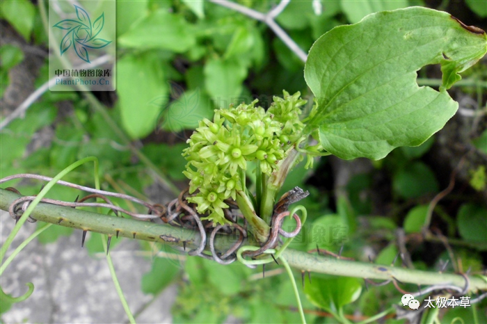 铁灵仙,见过吗?祛风湿,通经络.用于风湿性关节炎,关节