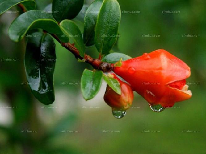 石榴花图片