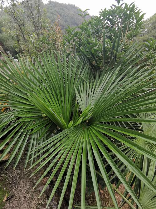 这个粽叶树,在我的眼里就是铁扇公主的芭蕉扇吧.