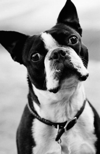 狗的黑白图片