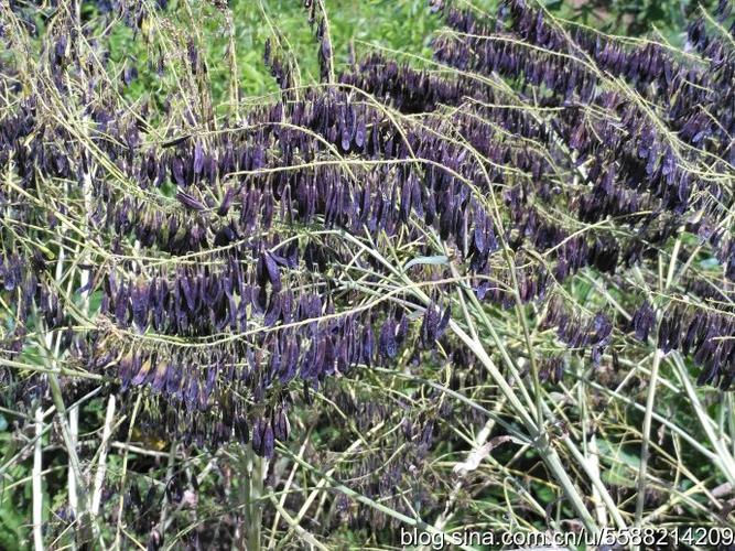 824.【中药植物园】菘蓝的花与果(97)