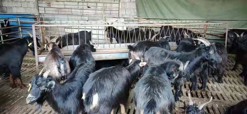 黑山羊出售,努比亚黑山羊养殖中心
