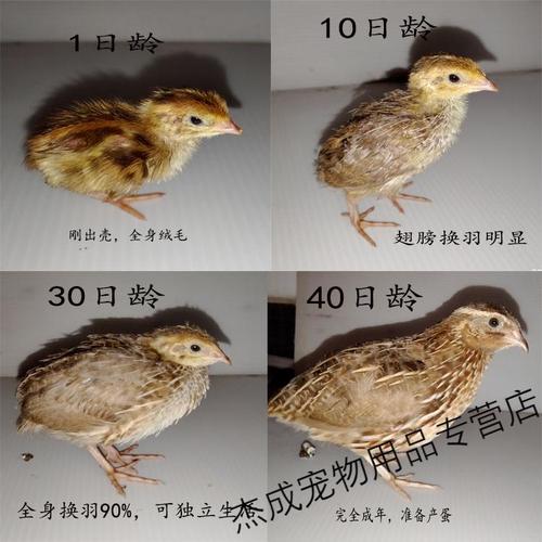 活体小鹌鹑变异白莎维麦脱法国巨型非洲黑沙维 法国巨型5只(公母自选)