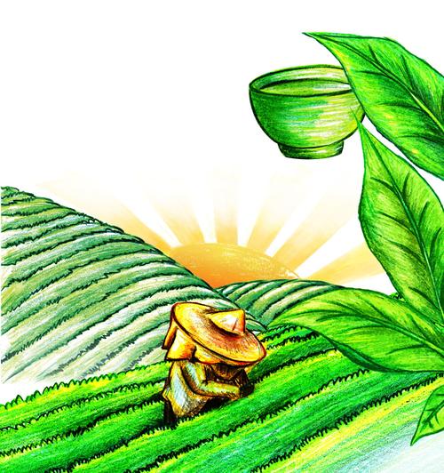 茶园| tea illustration|插画|商业插画|mellorysze