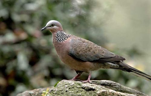 斑鸠吃什么食物?