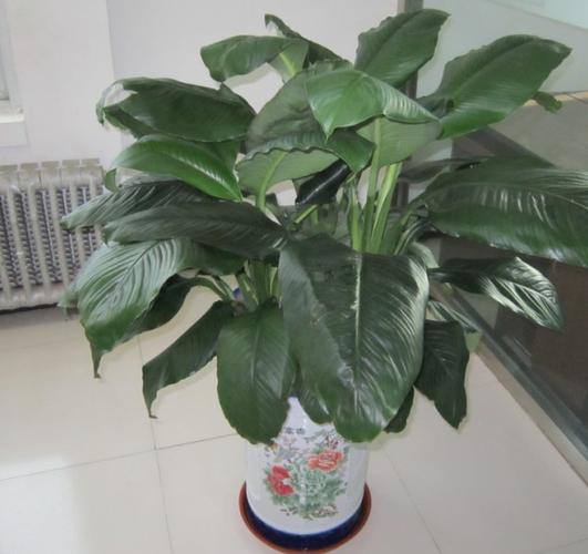 办公室植物怎么养?说是叫常青树,买了半个月,总是蔫蔫的