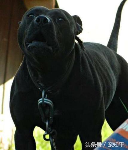 库达犬,土佐犬,坎高犬,高狼犬?