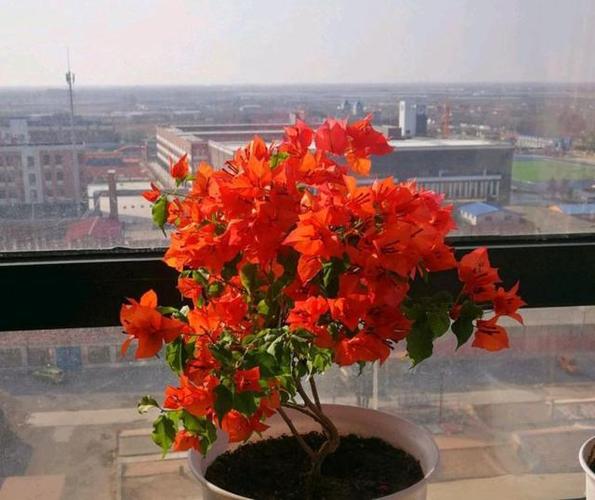 三角梅品种大全,勤花懒花一目了然,总有几种能让你怦然心动