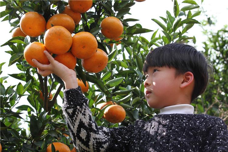 吃货采摘季,华安特色柑橘陆续上市!