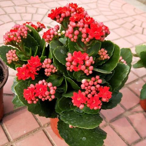 重瓣长寿花盆栽长寿花花苗四季常绿四季花开包邮带花苞发货花卉