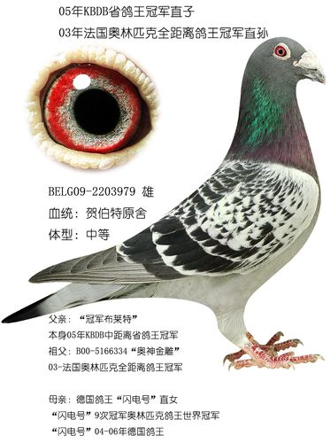 05年kbdb省鸽王冠军直子