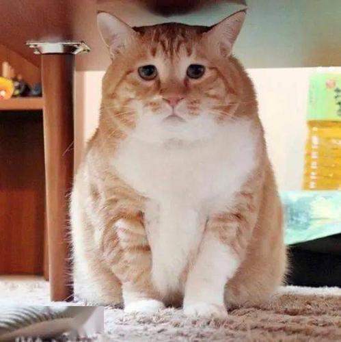 日本网红猫"火遍全网"吸粉20 万皆因长了一张"厌世脸"