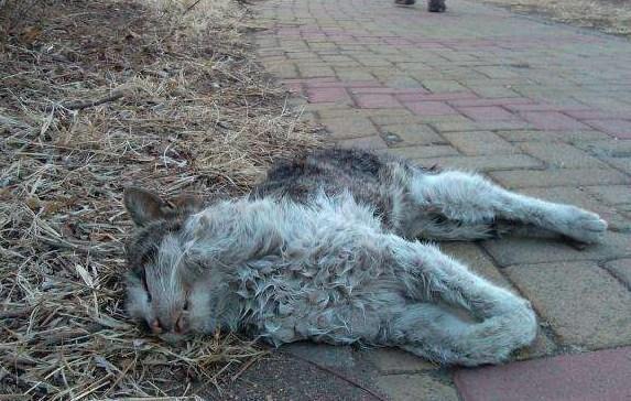 流浪猫如何度过寒冬,真相让人触目惊心