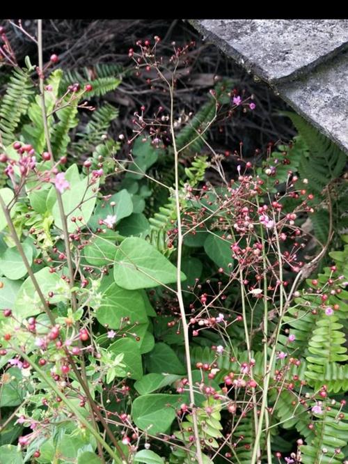 土人参(马齿苋科)