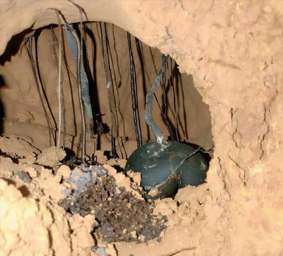 白蚁古老的生物之一也被称为多才多艺的生物