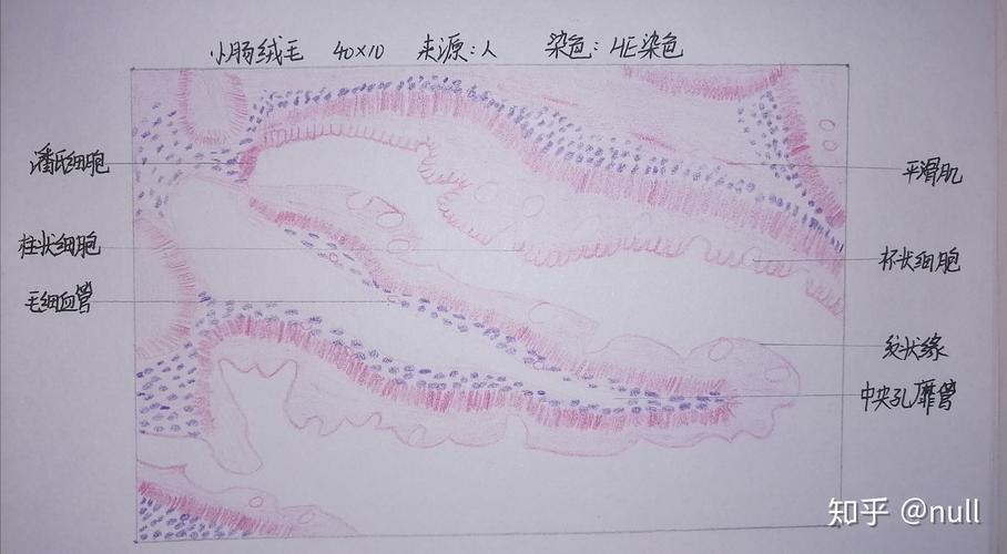 组胚红蓝铅笔绘图