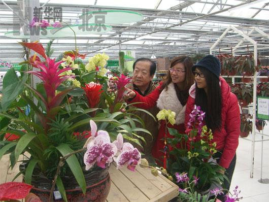 世纪奥桥花卉园艺中心里赏花卉(图)