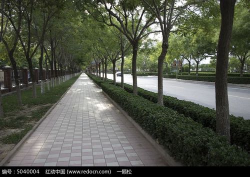 小区边绿荫小道
