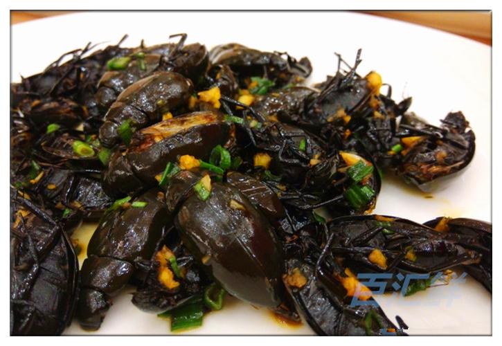 【鲜活 黑边龙虱】新鲜龙虱活体水蟑螂水甲虫 野生水龟子 活龙虱