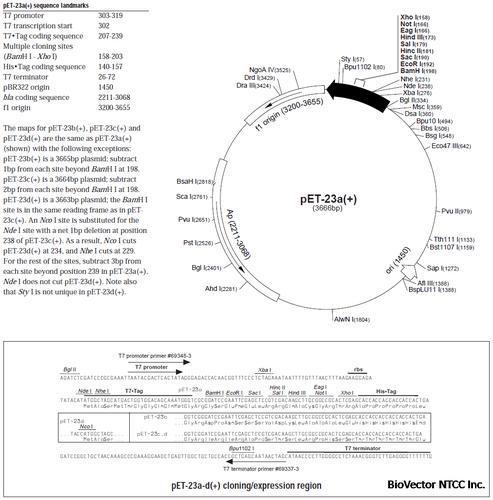 pet23abcd原核表达载体biovectorntcc质粒载体菌种细胞蛋白抗体基因