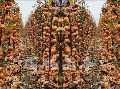 果树苗新品种有哪些