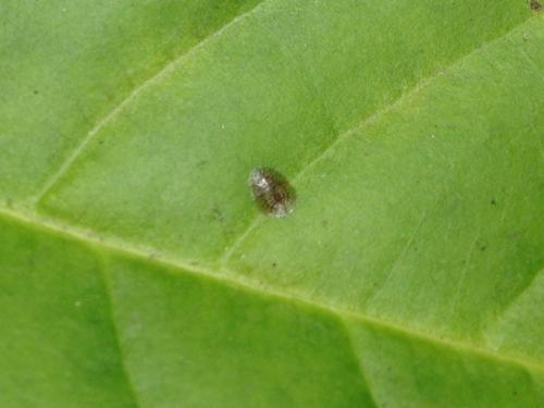 白兰花病虫害,叶子上有软体动物一样的东西,叶子都黄了脱落了,请问是