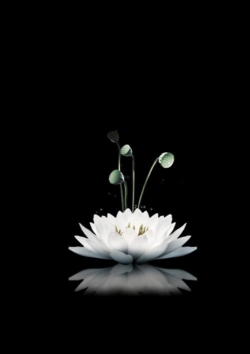 白莲花莲藕带通道