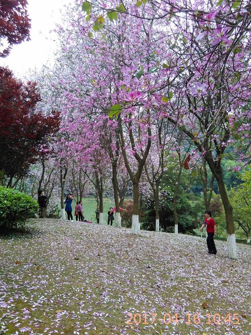 紫荆花开满城春色,美丽洒遍柳州大地