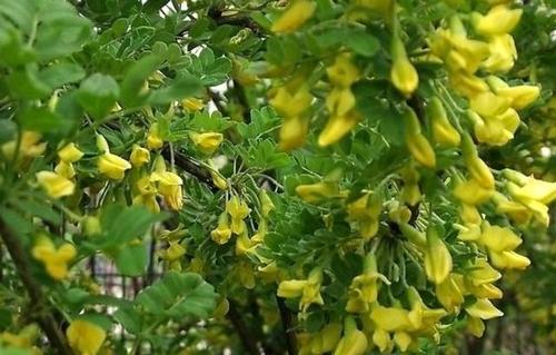 国槐花
