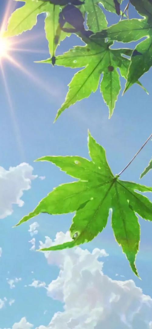 绿色壁纸 护眼系列