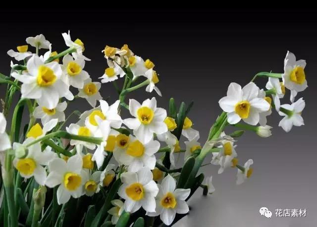香妃 科名:石蒜科水仙属 形态特征:单瓣型:福建漳州特产,花冠色青白